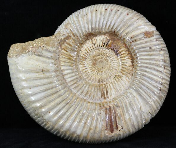 Perisphinctes Ammonite - Jurassic #31758